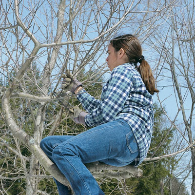 Девушка на дереве отрезает лишние ветки.