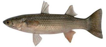 Кефаль - морская рыбы, название которой переводится с греческого как "голова"